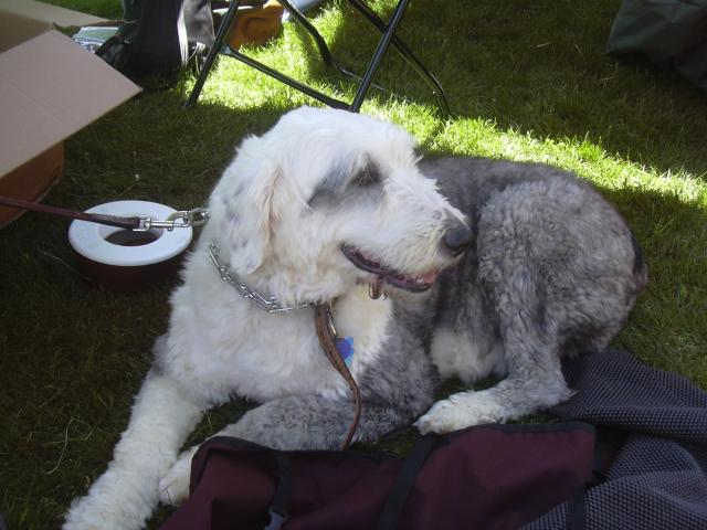 /images/events/1/BARK IN THE PARK 2007 019.jpg